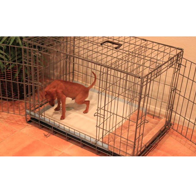 PTPA 22 to 55 Payments Option Modern Puppies