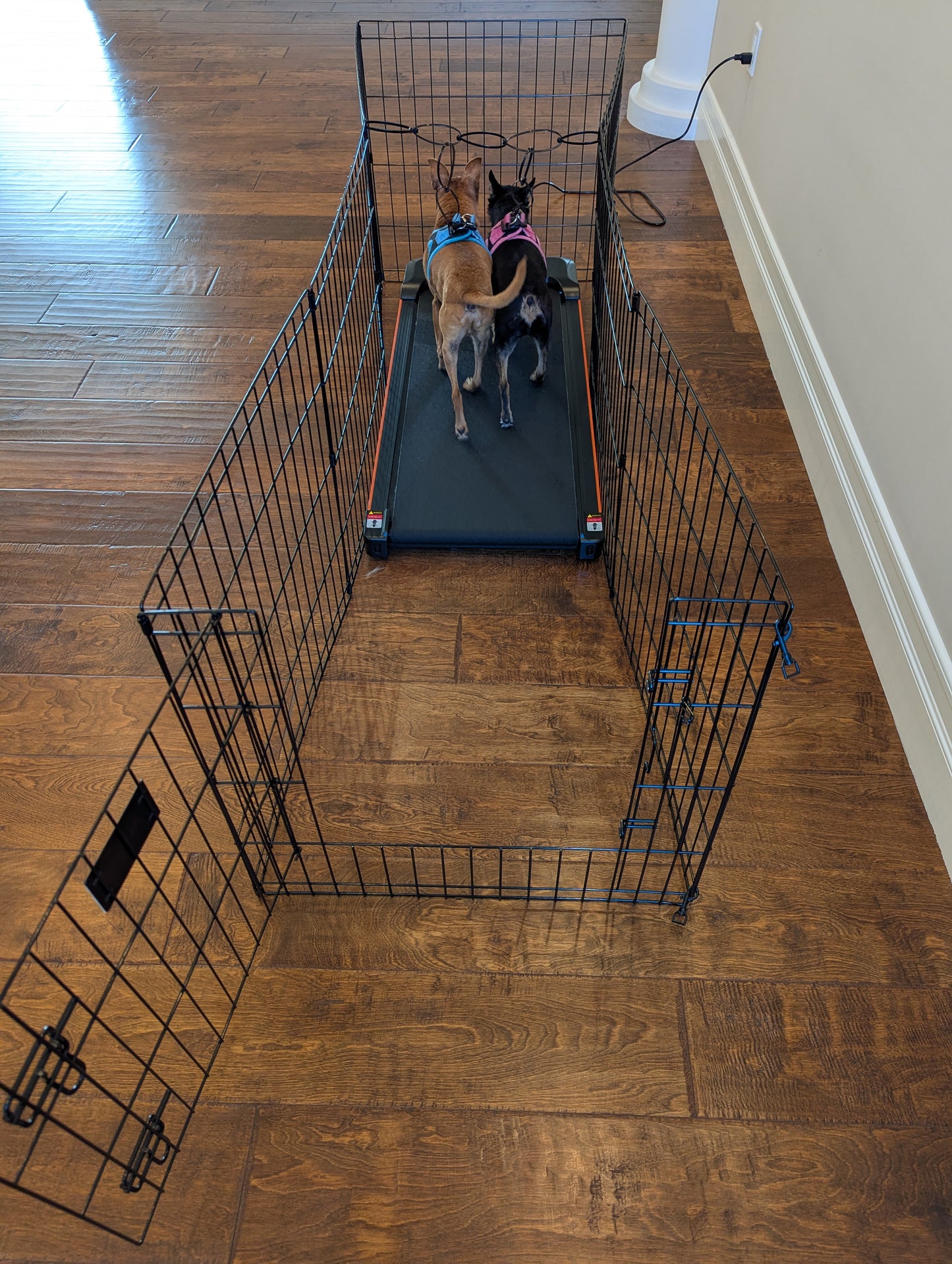 Dog Treadmill