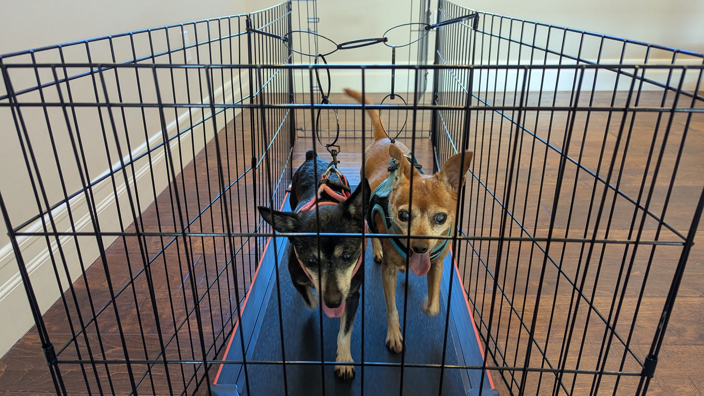 Dog Treadmill