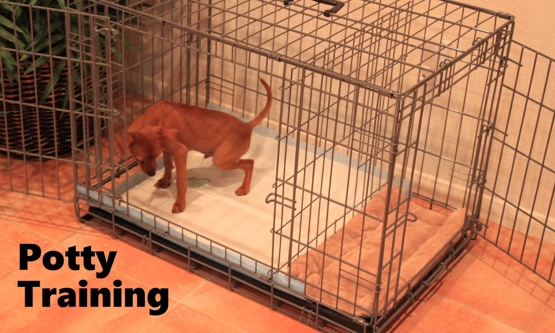 Modern Puppies - Potty Training Puppy Apartment