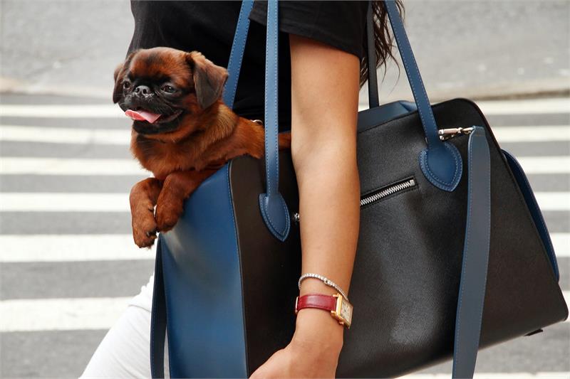 Azure Luxury Pet Carrier