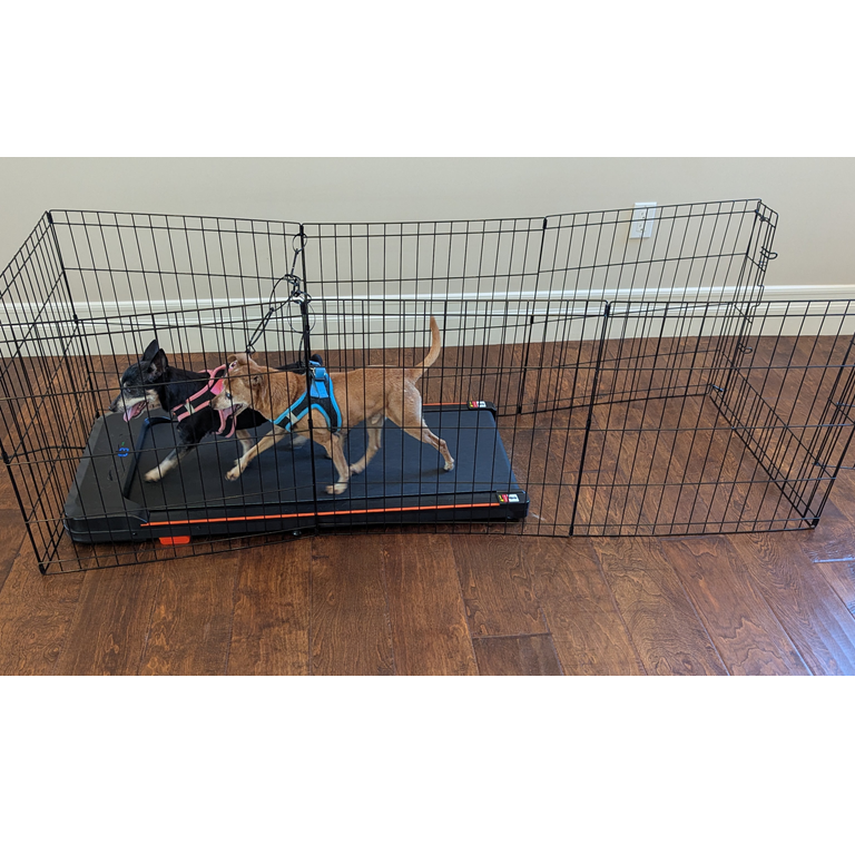 Dog Treadmill