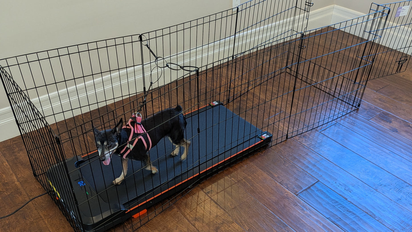 Dog Treadmill